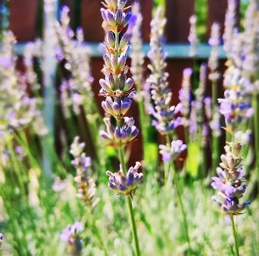 Flora House 3 Minutes From Balaton